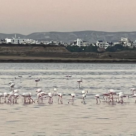 Salt Lake Larnaca Ngoại thất bức ảnh