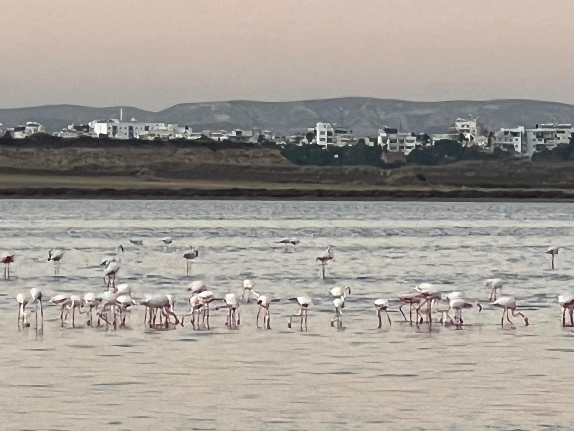 Salt Lake Larnaca Ngoại thất bức ảnh